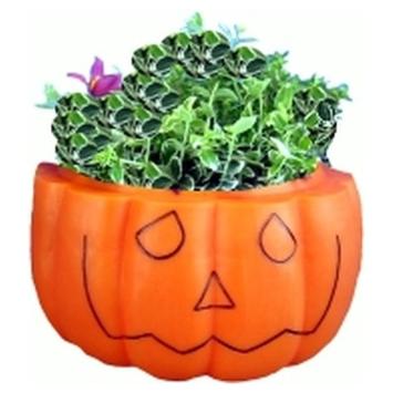 Pompoen plantenbak